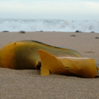 Solitary boot washed up on fresh banks of sand