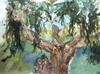 Watercolour of Cork Oak