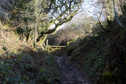 Ancient moorland lane