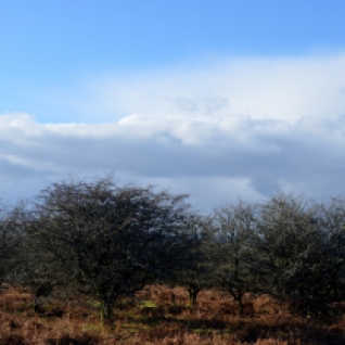 Moorland trees and big skies