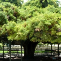 Juniper tree, Principe Real